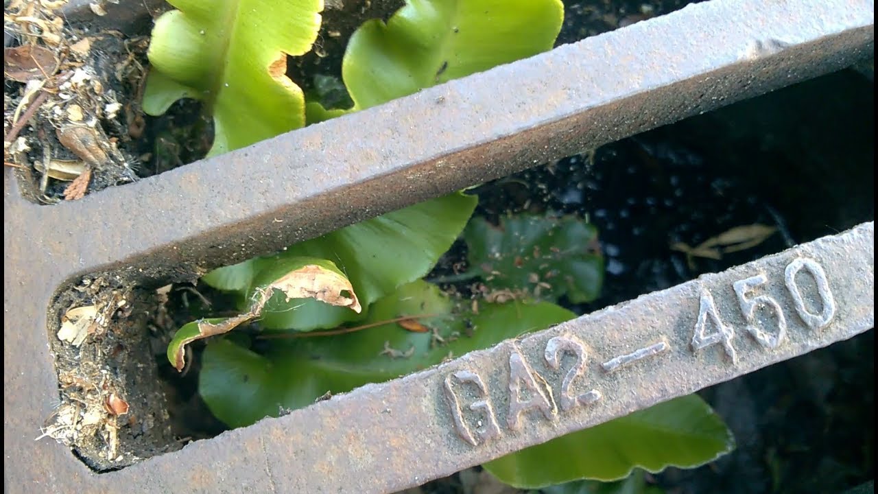 On The Tenacity Of Plants