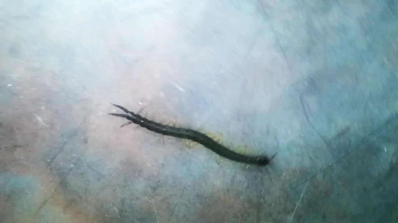 Kırkayak ciyan YouTube