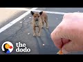 Stray Chihuahua Ran From Rescuers For Months — Until This Guy Threw Her A Ball | The Dodo