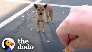 Stray Chihuahua Ran From Rescuers For Months — Until This Guy Threw Her A Ball | The Dodo