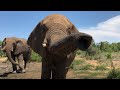 Elephant Bulls Fishan and Jabulani Make a Splash With Klaserie and Limpopo