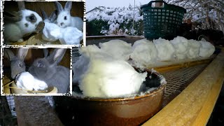 Kaninchen bekommen heute Schnee zum fressen by Sergej Info 1,987 views 5 months ago 10 minutes, 30 seconds