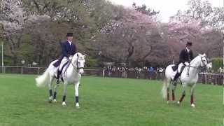 Andalusian Horse Dancing at Baji Koen Cherry Blossom Festival 2013