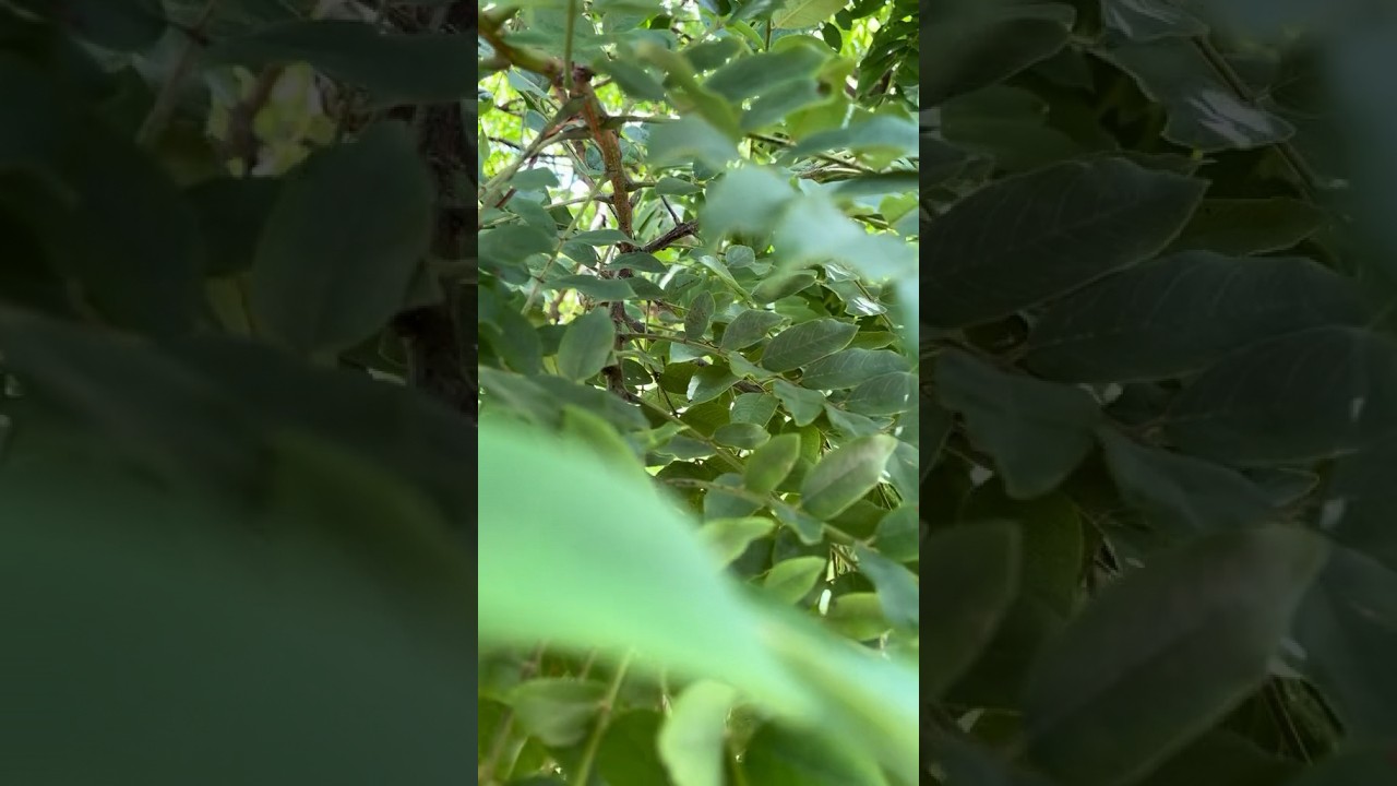 Cassia Abbreviata 🍃