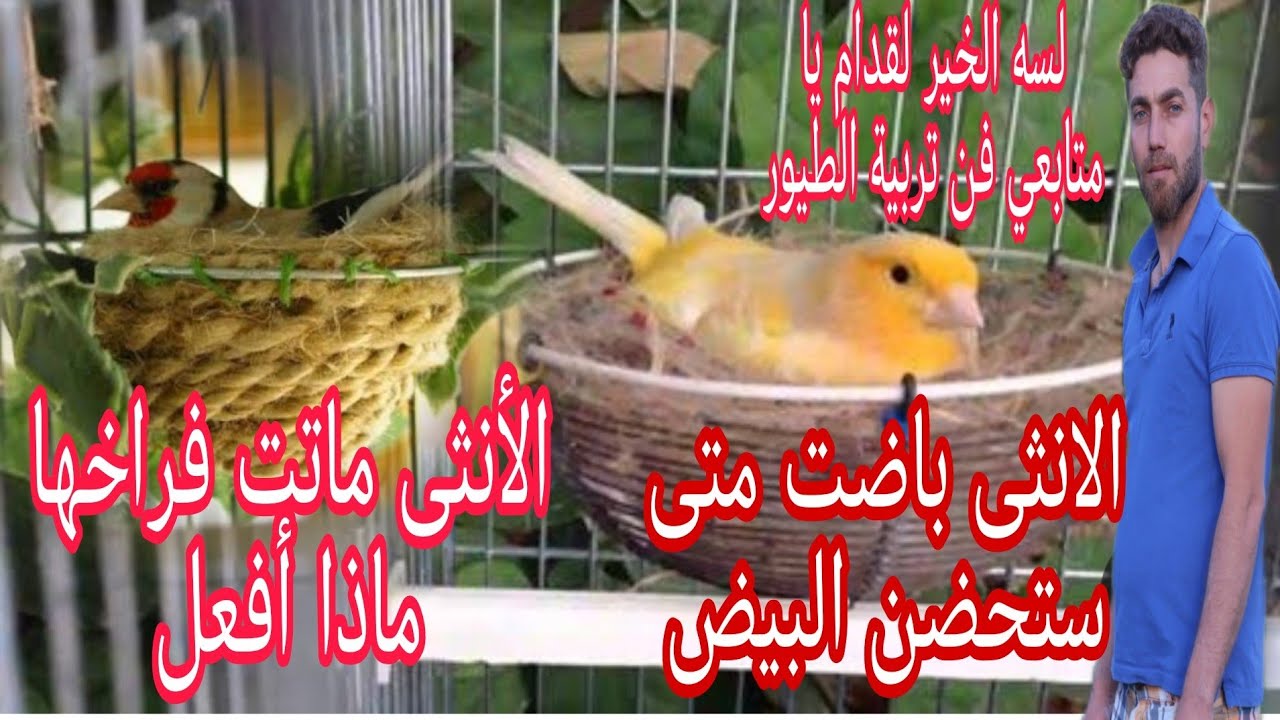 أنثى الكناري باضت ولم تحضن البيض  #انثى الكناري تحضن بيض فارغ#انثى الكناري تبني وتخرب العش