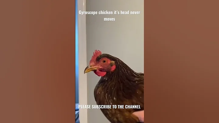 The Amazing Gyroscope Experiment: Chicken Head Stays Perfectly Still #chicken #hen