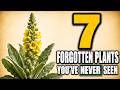 7 FORGOTTEN Medicinal Plants That Heal You FASTER Than Medicine