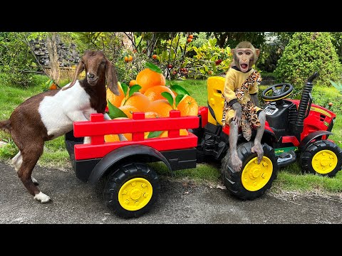 Bim Bim takes the goat to harvest orange and  vegetables | Full version
