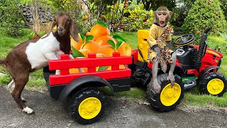 Bim Bim takes the goat to harvest orange and vegetables | Full version