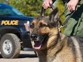 Anal Probes Run Amok: Drug-Sniffing Dogs Must Be Stopped. Anal Probes Run Amok: Drug-Sniffing Dogs Must Be Stopped.