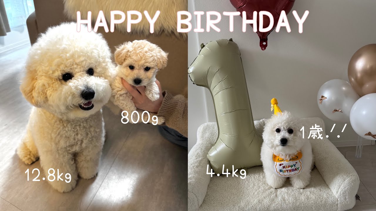 ビションプー生後2ヶ月から1歳までの経過✨️800g→4.4kg⚖️