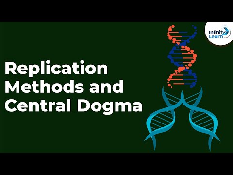 Genetics - Replication