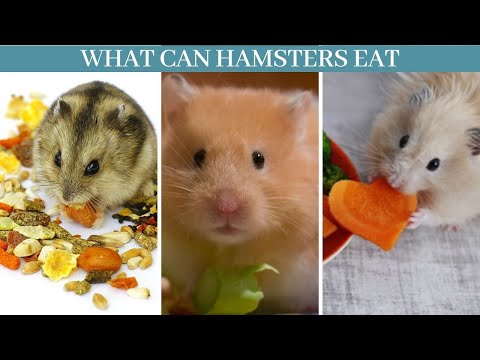 What can hamsters eat || Safe and Unsafe Foods for hamsters || what can hamsters eat and not eat