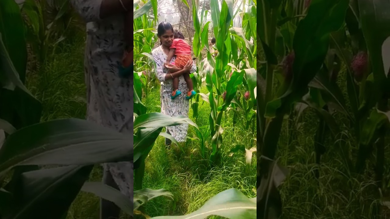 ## My village andhalu# viral video# My home sweet corn 🌽 thota##❤️