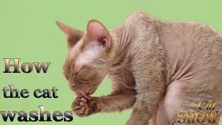 Washing cats of the Devon Rex breed