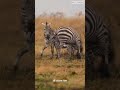 ZEBRA AFRIKA (Equus quagga) – Kuda Bergaris Gahar Penguasa Savana!#animals #youtubeshorts #viral