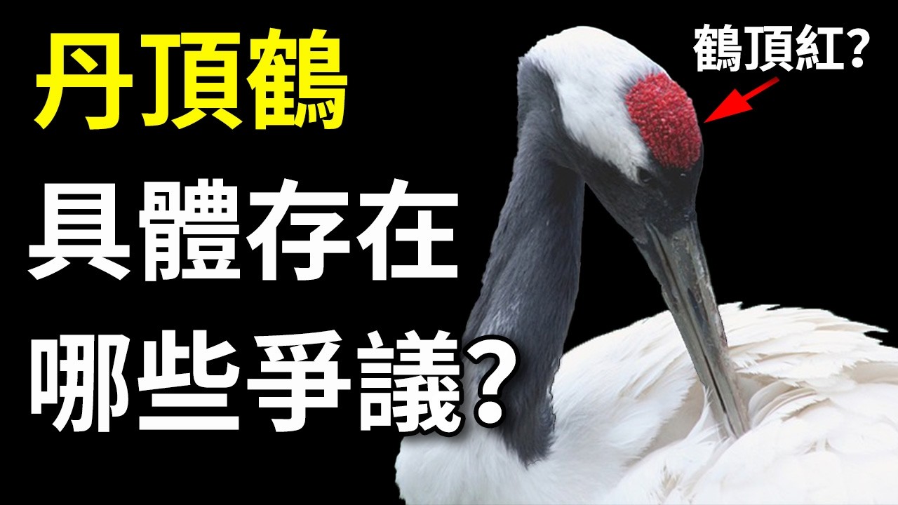 曾是僅次於鳳凰的「仙鶴」，如今卻在日本飽受爭議！丹頂鶴為何性情大變？揭開神鳥背後不為人知的野生真相…… #丹頂鶴#日本北海道#動物冷知識#仙鶴#自然科普