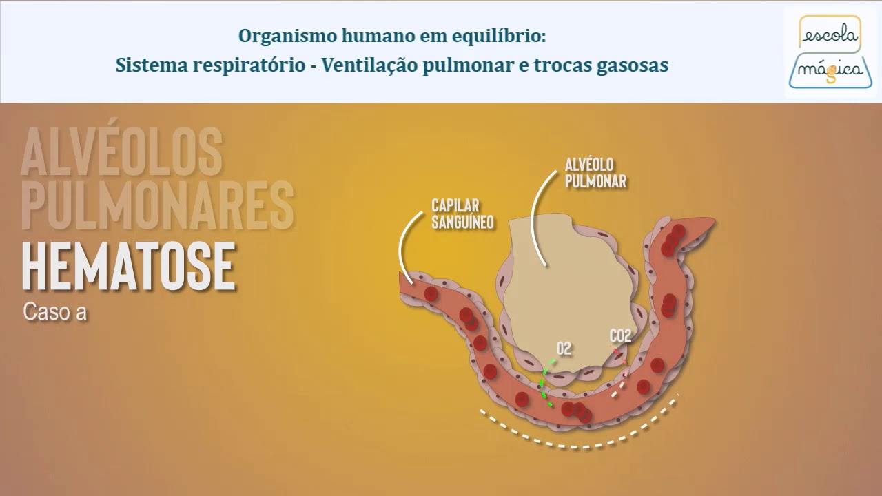 As Trocas Gasosas No Pulmao Humano Em Condicoes Normais Ocorrem
