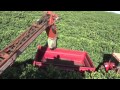 Efico trade brazil  picking methods  machines