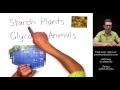 Understanding Carbohydrates