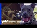 Street Dog Ash Just Wants a Little Love | Pit Bulls & Parolees
