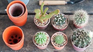 Cómo reproducir el cactus mediante esquejes - Bricomanía - @Jardinatis