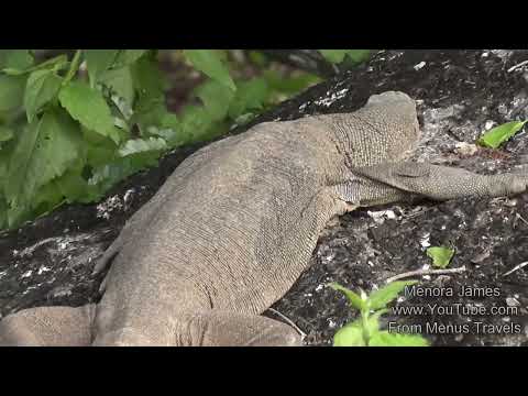 Wildlife Wild boars ,Crocadiles, Aligator,Mongoose,Turtles Releasing To Sea, Fox & Lakes