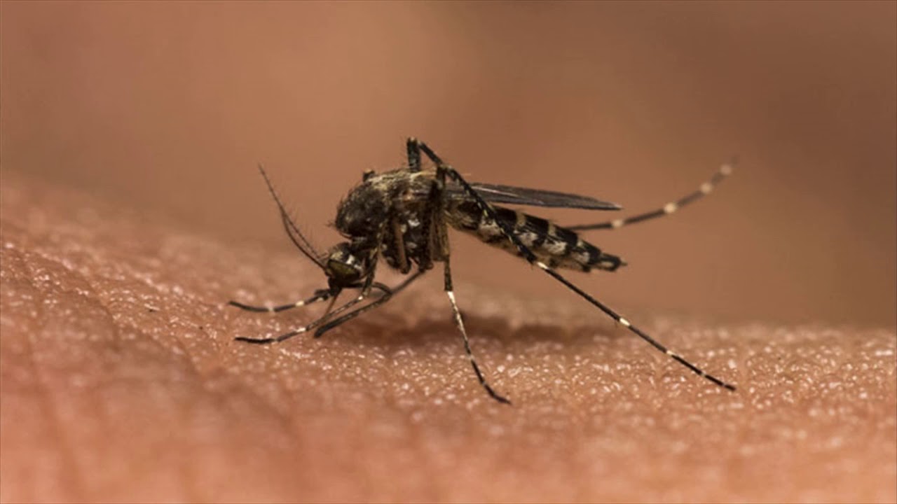 Natural Ways To Treat Dengue Fever- How To Treat Dengue Fever At Home