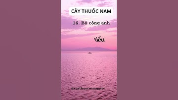 Cây Thuốc Nam Quý ☘️ Bồ Công Anh #câythuốcnamquí #câythuốcquý #shorts