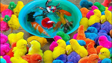 Bắt gà dễ thương, gà cầu vồng, cá cảnh, rùa, cá lông gà, cá dạ quang