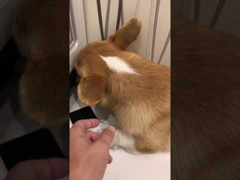 Video: 5 Zabavnih Dejstev O Jopici Welsh Corgi