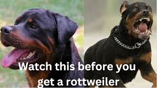 SHOULD YOU GET A ROTTWEILER? by PIG AND FRIENDS  60 views 2 months ago 5 minutes, 20 seconds