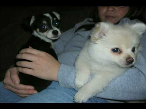 Art Institute video editing project - doggies