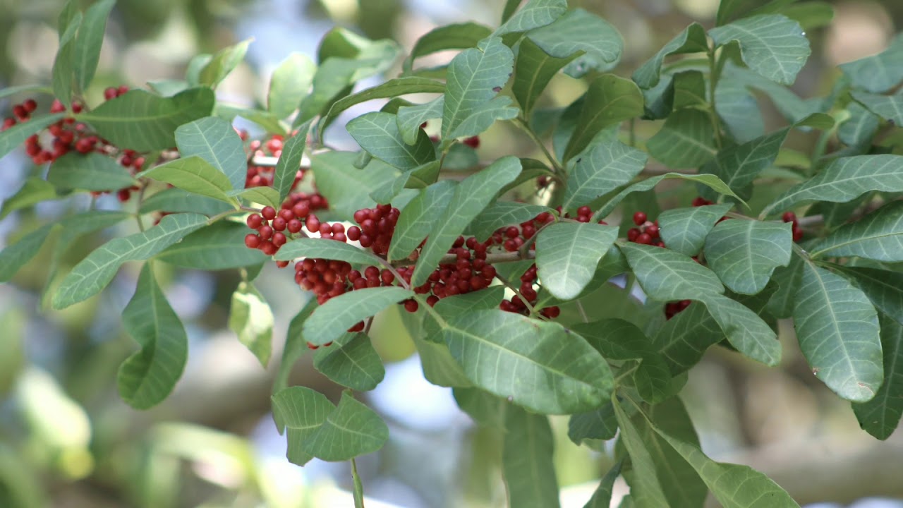 Бразилски пипер (Schinus terebinthifolia ). Интересно, красиво и екзотично!