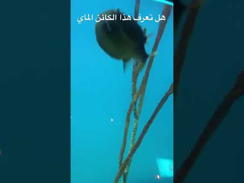 ما هو سر عالم البحار العجيب ٢٠٢٢ ٣ ١٠