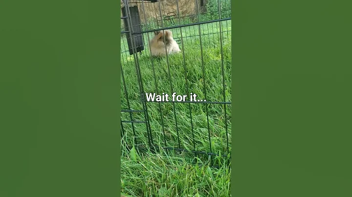 The Cutest Jump On The Internet! 🤯 #short #shorts #bunny #bunnies #rabbit #rabbits #lionhead