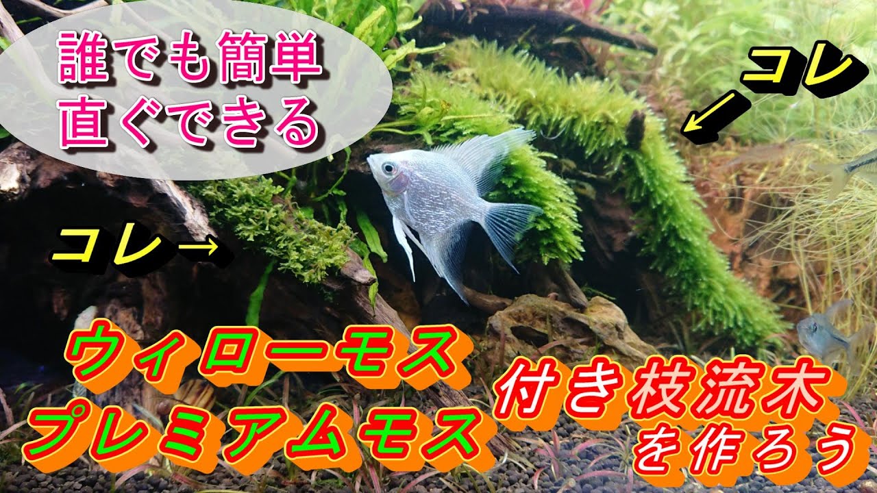 No.168 ウィローモス・プレモス付きの枝流木を作ろう - YouTube