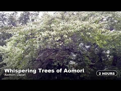 Relaxing Forest Sounds for Sleep & Study 🌿 Whispering Trees of