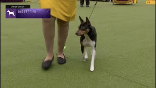 Rat Terriers | Breed Judging 2023 by Westminster Kennel Club Dog Show 12,339 views 1 year ago 27 minutes