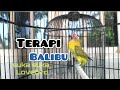 pancingan lovebird paud balibu agar rajin ngekek rapet