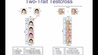 Unit 4 4 Two Trait Testcross and sample problems