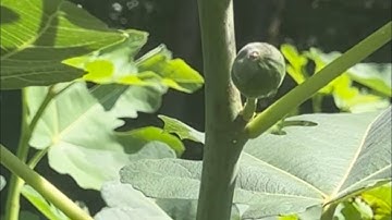 Fertilize Fig Tree with Eggshell and Chicken Manure| Trim Fig Tree