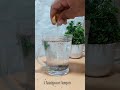 #shorts morning water for glowing skin #vairal_video