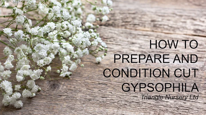 How to Care for Gypsophila - Wholesale Flowers and Academy ( Triangle Nursery) - DayDayNews