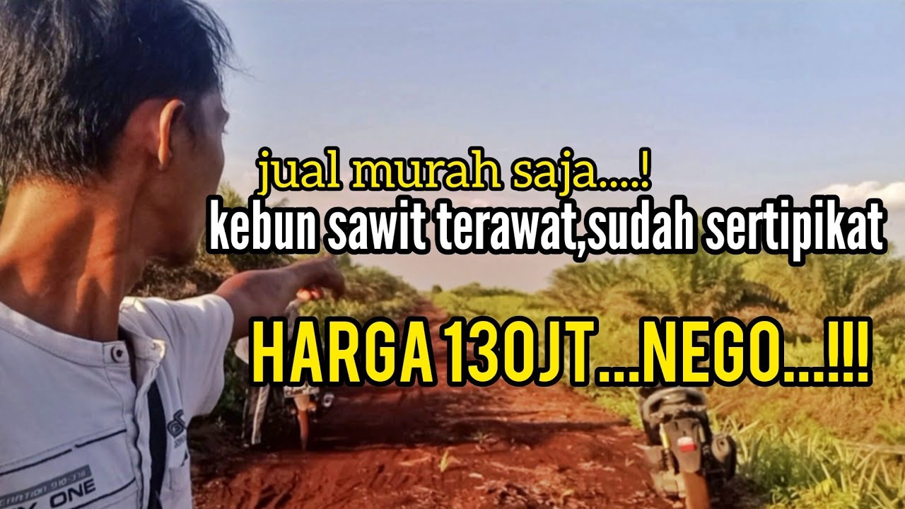kebun sawit 2 bidang sudah sertipikat dan terawat.di jual murah.!lokasi trans pelang ketapang kalbar