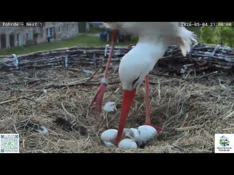 Fohrde Stork Nest Two Chicks May 2026 live cam preview