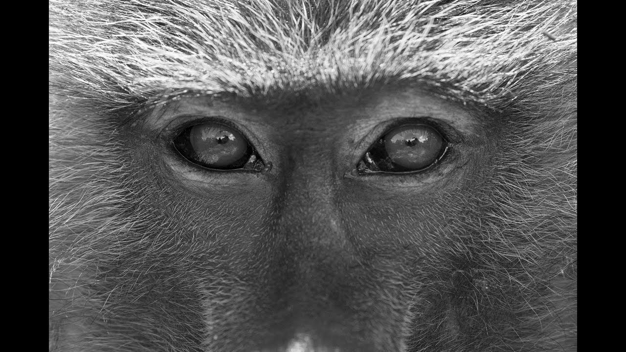 Primaten - Ausstellung am DPZ