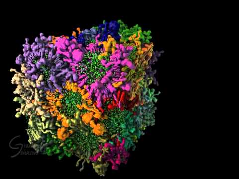 Synaptic Cleft surfaces modeled with AutoFill and colored by vesicle