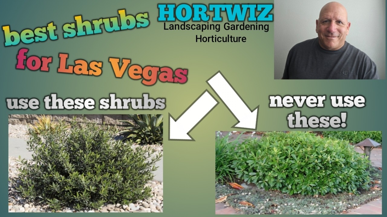 Best Shrubs for Las Vegas