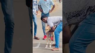 Kolhapur dog race 🚀😱 || kolhapur dog racing / dog race maharashtra || #shorts #arfyads